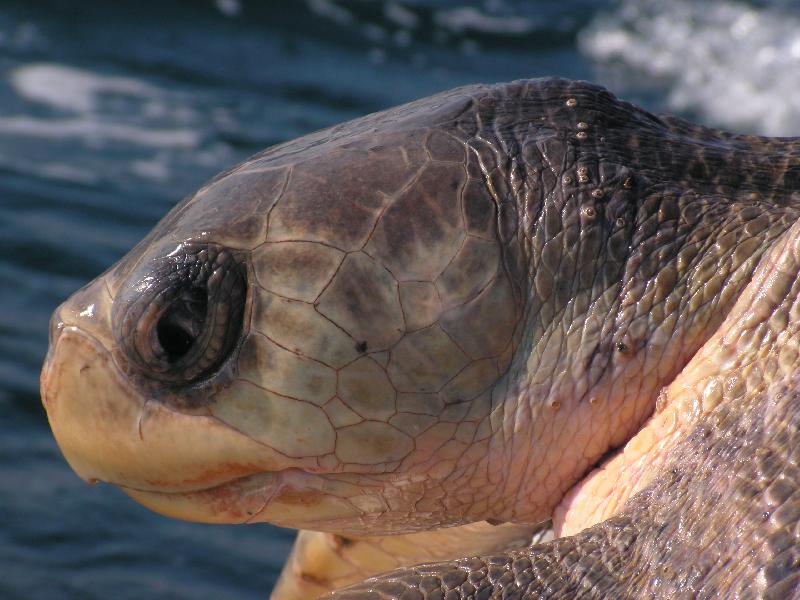 5961 Carrizalillo Schildkroetenausflug 